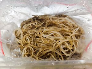 "wok-hei" bee hoon at No Monkey Business in Northeast Singapore