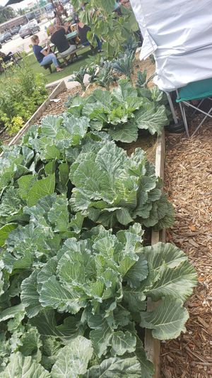  at Winter Park Biscuit Company in Orlando