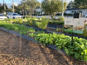 community garden  at Winter Park Biscuit Company in Orlando