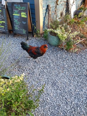 My first encounter with a chicken while trying to read the menu board. at Snowy Owl Coffee Roasters in Brewster