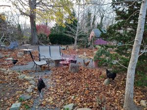 One of the seating areas in the garden + more chickens at Snowy Owl Coffee Roasters in Brewster