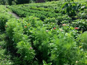 we grow as much of our groceries as possible! at Ms Julie's Kitchen in Akron