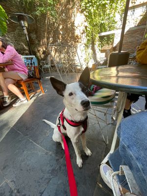 Pet friendly ❤️🐾  at Ibarra Brunch Bistro in Montevideo