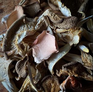 Freshly dried oyster mushrooms at Kent Food Hubs CIC in Folkestone