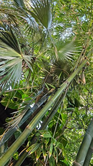  at Botanica Garden Cafe in Tulum