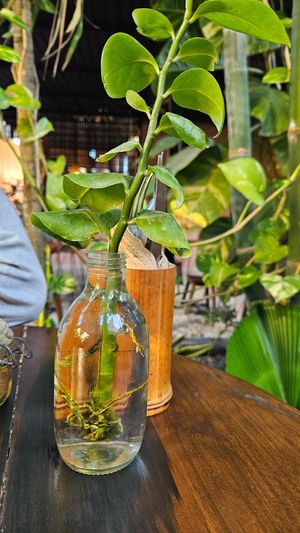  at Botanica Garden Cafe in Tulum