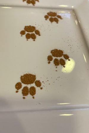   at Gato Café in Rio De Janeiro