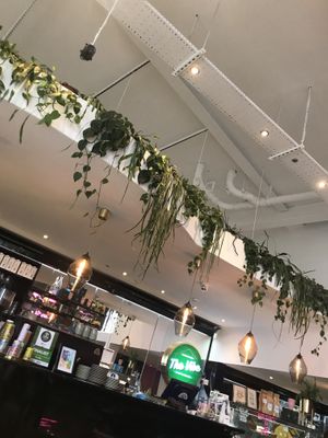 Plants above the bar  at The Vibe in Liverpool