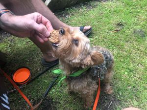 I had to take this picture quick as Chewy didn't need any convincing to eat her Vegan Skull treat! :) at The Rainbow Skull in Maidstone