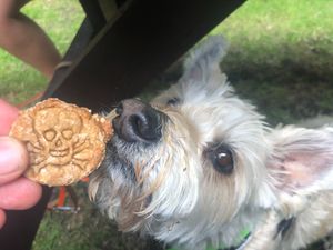 We were touched that our host brought our dog family homemade and speciesism-free treats for dog individuals :) at The Rainbow Skull in Maidstone