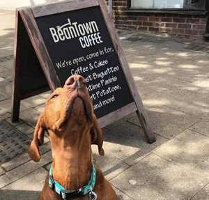 Dog friendly at Bean Town Coffee in Rochester