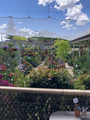 View of nursery next door from our table  at Sarah's Sisters in Semaphore