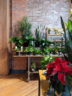 Plants for sale at Le Petit Monstre in Brooklyn