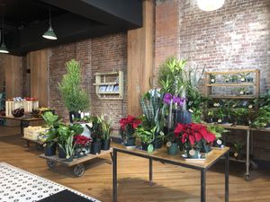 Plants and veggies at Le Petit Monstre in Brooklyn