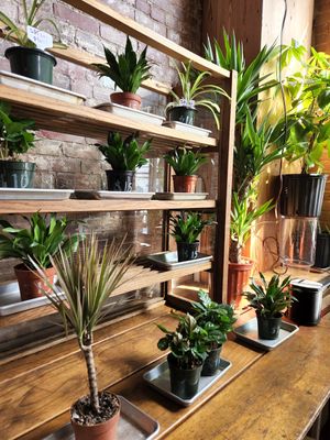  at Le Petit Monstre in Brooklyn