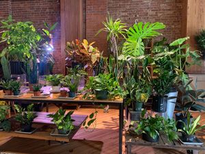   at Le Petit Monstre in Brooklyn