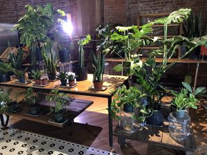 Plants   at Le Petit Monstre in Brooklyn