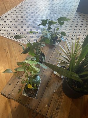 Cute inside   at Le Petit Monstre in Brooklyn