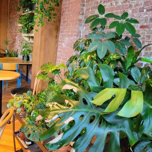 So many plants! at Le Petit Monstre in Brooklyn