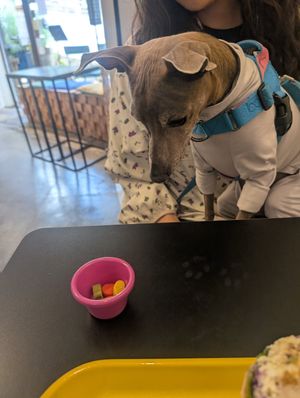 Snacks for doggies! at ByTOFU in Seoul