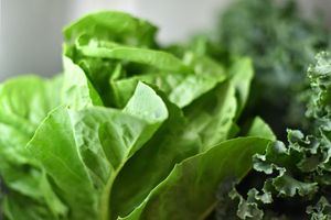 Romaine lettuce — always organic at George Street Co-op & Cafe in New Brunswick