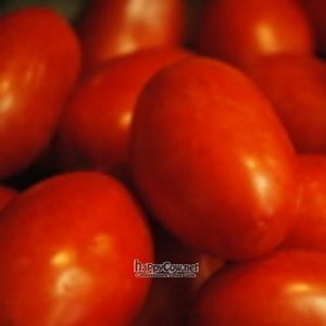 Tomatoes. at George Street Co-op & Cafe in New Brunswick