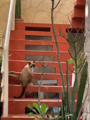 Max the cat at Layla Restaurant Plants & Mushrooms in Puerto Morelos