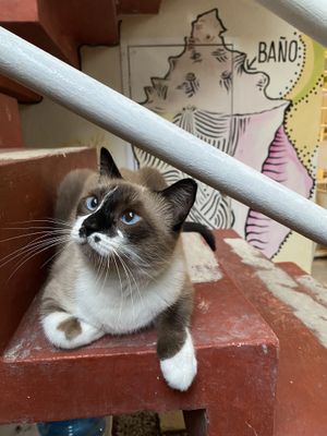   at Layla Restaurant Plants & Mushrooms in Puerto Morelos