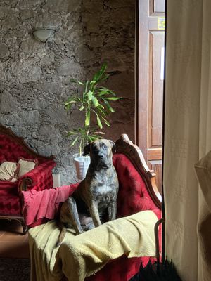 Liesel  at Casa Vegana Arucas in Gran Canaria