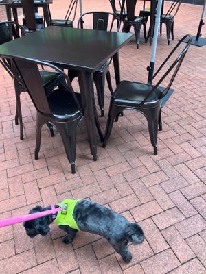  at Dalia's Falafel in Kensington