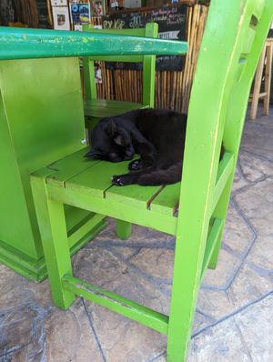  at Veggie Veggie in Puerto Morelos