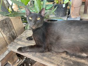  at Veggie Veggie in Puerto Morelos