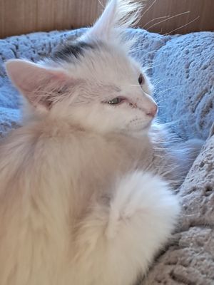  at Nine Lives Cat Café in Indianapolis