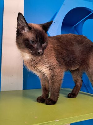  at Nine Lives Cat Café in Indianapolis