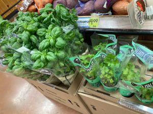 Basil  at Trader Joe's in Woodmere