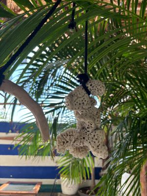 🪸   at Coral Restaurante in Cozumel