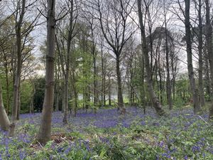 Bluebells (late April)   at Planted Coffee Co - Food Trailer in Hertford
