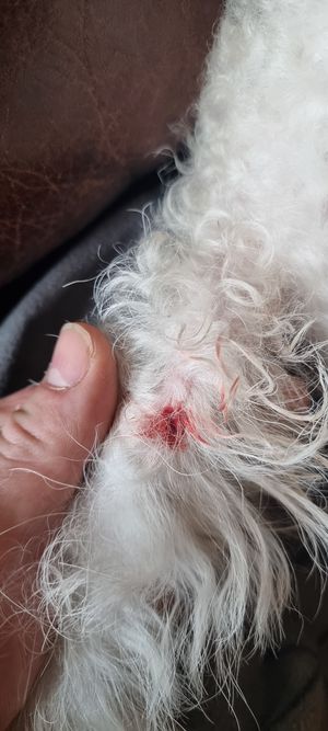  at The Dog & Bell in South East London