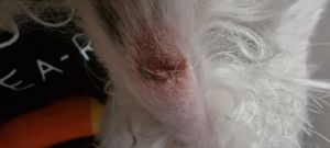  at The Dog & Bell in South East London