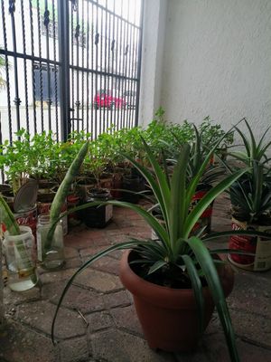  at Vegan Style in Cancun