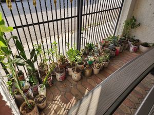  at Vegan Style in Cancun