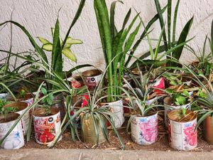  at Vegan Style in Cancun