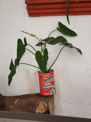  at Vegan Style in Cancun