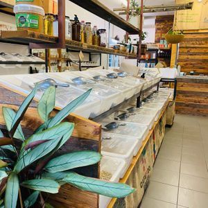 Bulk bins filled with organic whole foods  at Pantree in Narellan
