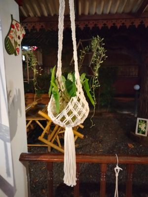 Hanging plant dish holder. Homemade for sale at Reach Plant Based Kitchen in Phuket