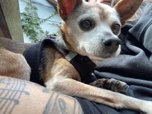 Dog Friendly (also minimal people so it helped)  at Sky Cafe in South San Francisco