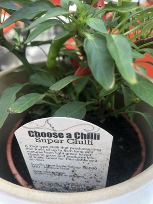   at SITE x supernature in East London