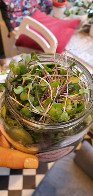 Raw vegan salad at Zdravo Ljubavi in Belgrade