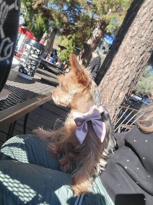 Oat latte , dog friendly seating :) at Mama's Egg House in Idyllwild