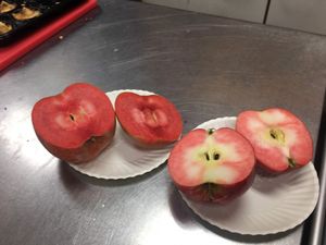 Apples that are red on the inside at Trader Joe's in Springfield